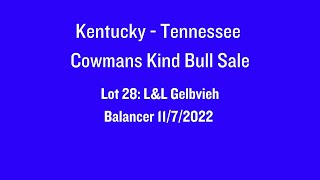 Lot 28 2024 KentuckyTennessee Cowmans Kind Bull Sale  LampL Gelbvieh [upl. by Kinsman443]