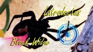 Latrodectus hesperus Western Black Widow Rehouse [upl. by Lean]