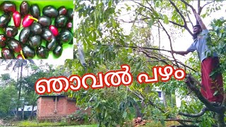 അതിസാഹസികമായി ഒരു ഞാവൽ പഴം പറിക്കൽ😯 Blackplum healthyfood fruits VCVTRACK KingofCuriosity [upl. by Naziaf]