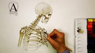 Skull Anatomy  Anatomy Master Class [upl. by Ynnos]