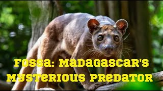 Fossa Madagascars Mysterious Predator [upl. by Muir]