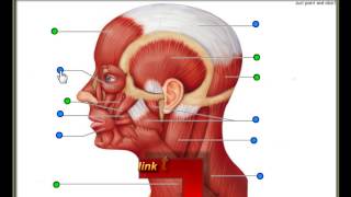 esercizio anatomia muscoli della testa e del collo [upl. by Aicetal]