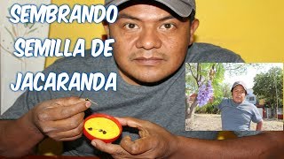 Sembrando semilla de jacaranda [upl. by Jobe]