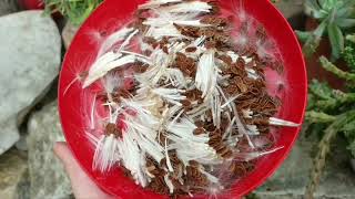 Propagating Stapelia from seeds flowerszone stapelia flowers [upl. by Asyla]