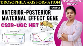 Drosophila Development 2  Drosophila AnteriorPosterior Development  Maternal Effect Genes [upl. by Ymmaj]