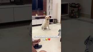 Simba On Duty Hai😂❤️ vlog doglover minivlog labradorlovers ytshortsindia dogshorts [upl. by Raviv670]