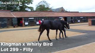 Lots to watch Kingman x Whirly Bird [upl. by Nnahteb]