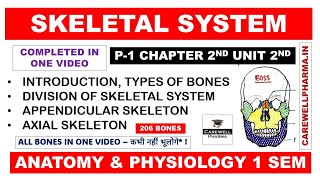 Skeletal System Complete  Division of Skeletal System  Bones  Axial  Appendicular  Ch2 U2 Hap [upl. by Ialda]