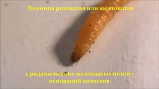 ФИТОФАГИ Мельничная огневка  Ephestia kuehniella [upl. by Robins155]