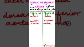 Afferent vs Efferent Arteriole [upl. by Nivrad596]