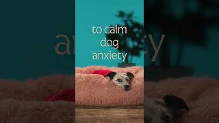 The Dog Channel Calm Pet Anxiety During Fireworks WhiteBrownGreenPink Noise dogslife [upl. by Christianity]