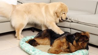 German Shepherd Wants to Occupy Golden Retrievers New Bed [upl. by Nhojleahcim362]