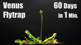 Venus Fly Trap Blooming  60 Days Time Lapse [upl. by Nerad]