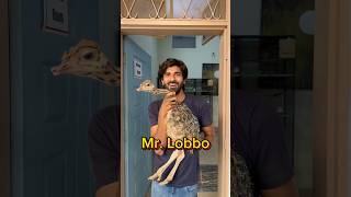 Mr Lobbo P4 shorts viral wildlife ostrich ostrichbird [upl. by Ard]