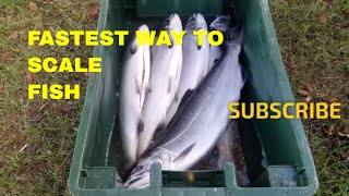 HOW TO SCALE FISH WITH WATER PRESSURE [upl. by Jeavons309]