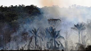 Déforestation en Amazonie  2020 la pire année depuis 12 ans [upl. by Denzil]