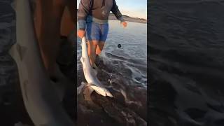 Sacando tiburón cazón pesca de tiburón Carnada para tiburón pesca tiburón surfcasting shark [upl. by Suiramaj]