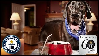 Worlds Tallest Dog  Guinness World Records 60th Anniversary [upl. by Solohcin]