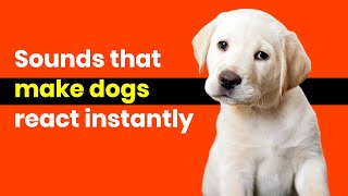 Sounds that Make DOGS React instantly [upl. by Magree]