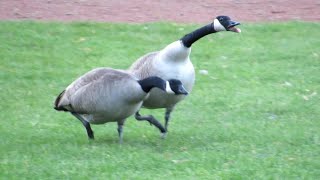 Canada Geese FIGHTING amp HONKING Loud [upl. by Lecirg]