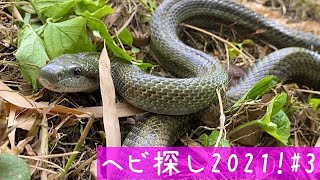 蛇採取2021！3 〜激荒アオダイショウ〜【蛇探し、捕獲】♦️Journey to catch snakes 20213〜Very ferocious rat snake〜 [upl. by Aisenat]