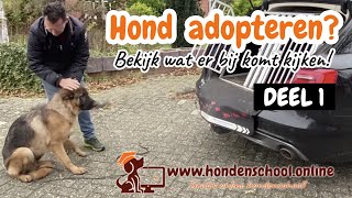 Hond adopteren buitenland [upl. by Hamlin44]