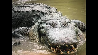 SENSATIONAL 2 ALLIGATORS IN CHATTAHOOCHEE RIVER ATLANTA GA CROCODILE [upl. by Aklam306]