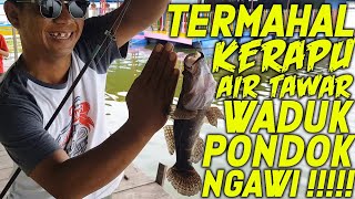 Mancing Dapat Ikan Paling Mahal Lihatlah  biyanslam mancingmania [upl. by Adnoral700]