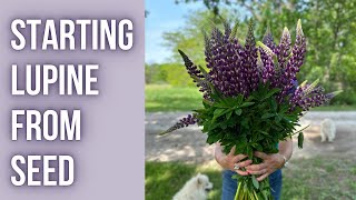 How To Start LUPINE From SEED  PepperHarrowFarmcom [upl. by Nylyak692]