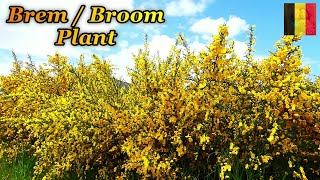 CYTISUS SCOPARIUS  BROOM  BREM PLANT  ELLASLIFE [upl. by Saville461]