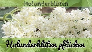 Holunderblüten ernten  Holunder pflücken [upl. by Solita]