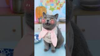 💃Lets Dance To The Sound Of Crashing Plates🎶🤟 funnycat catmemes trending [upl. by Milburr]