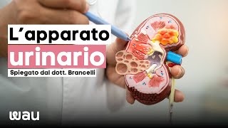 Lezione di Anatomia lapparato urinario [upl. by Intirb]