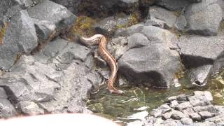 Big Island Hawaii  Eel hunting a crab [upl. by Idnat]