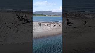 🇳🇴 Reindeer spending time at the beach in Varanger peninsula near Vardø [upl. by Anaiq]