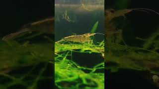 The Astonishing Benefits Of Amano Shrimp For Your Aquarium [upl. by Yraunaj]