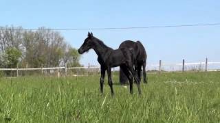 Petite poulichette Des Brumières arabo frison X Barock Pinto [upl. by Dorison]