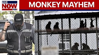 Research monkeys escape 43 break out of medical test compound  LiveNOW from FOX [upl. by Colyer752]