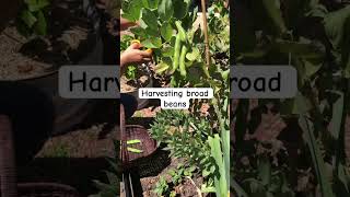 Harvesting broad beans smallvegetablegarden selfsustainableliving [upl. by Marylynne363]