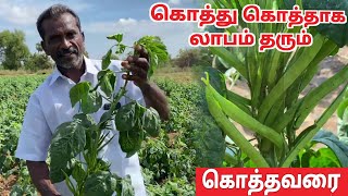 கொத்தவரங்காய் சாகுபடி  kothavarangai chedi valarpu in tamil  Cluster beans cultivation in tamil [upl. by Haletta658]