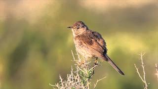 Sage Thrasher [upl. by Grane]