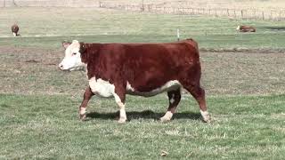 2024 Ohio Beef Expo Hereford Sale  Lot 2 [upl. by Hirz314]