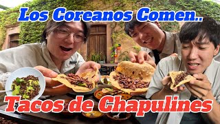 Los COREANOS comen TACOS de CHAPULINES [upl. by Martinelli180]