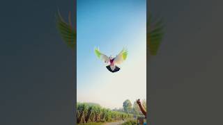 Ankush bhai 🕊️🥳 instagoood shortvideo pigeon newdaysnewways automobile newdays trendingshorts [upl. by Nylodnewg]