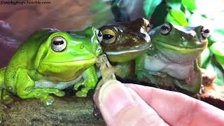 Jens has had a Treatie but Voigt got a Fabulous Hat [upl. by Boehike176]