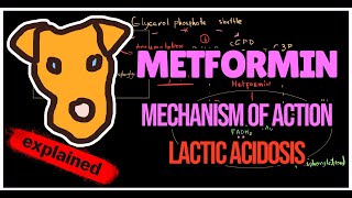 METFORMIN Mechanism of Action mGPDH Pathogenesis of Lactic acidosis [upl. by Rebak]