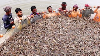 Harvesting Techniques In Traditional Shrimp Culture  Vannamei Shrimp culture In India  Clips On [upl. by Ladd182]