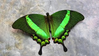 10 Most Beautiful Butterflies on Planet Earth [upl. by Aneekat]