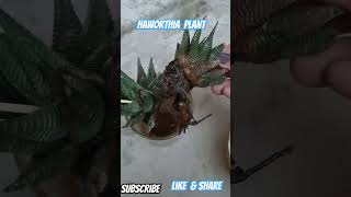 My haworthia plant shortsshreyasharma3175 shorts [upl. by Anay]