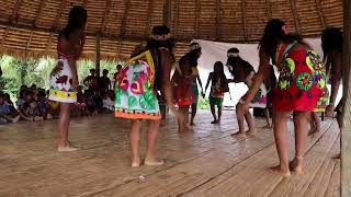 Danza del Pato  Embera Dobida [upl. by Annuaerb]